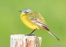 Weidevogels kaarten | gele kwikstaart ansichtkaart