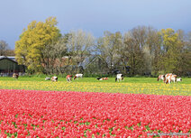 Lentekaarten | ansichtkaart tulpenveld met koeien Lentekaarten | ansichtkaart tulpenveld met koeien