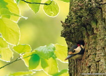 Vogelkaarten | ansichtkaart grote bonte specht Vogelkaarten | ansichtkaart grote bonte specht