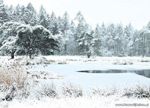 ansichtkaart winterslandschap