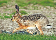 Wilde dieren kaarten | haas ansichtkaart
