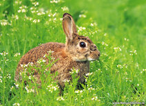 Wilde dieren kaarten |konijn ansichtkaart