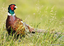 Vogelkaarten | ansichtkaart fazant Vogelkaarten | ansichtkaart fazant