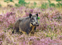 Wilde dieren kaarten | ansichtkaart everzwijn