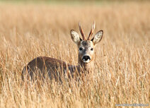 Wilde dieren kaarten |ree ansichtkaart