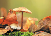 ansichtkaart paddestoelen in de herfst