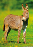 Dieren kaarten | ezel ansichtkaart Dieren kaarten | ezel ansichtkaart