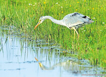 Weidevogels kaarten | blauwe reiger ansichtkaart
