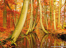 Herfst kaarten | Twickelervaart ansichtkaart Herfst kaarten | Twickelervaart ansichtkaart