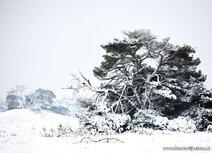 ansichtkaart winter op de Veluwe