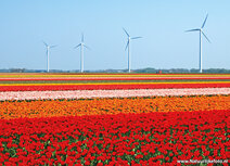 ansichtkaart tulpenveld met windmolens ansichtkaart tulpenveld met windmolens
