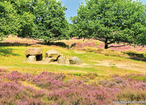 ansichtkaart hunnebed in Gasterse duinen