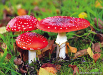 Paddestoelen kaarten | ansichtkaart vliegenzwam
