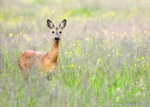 Dieren kaarten | ree ansichtkaart Dieren kaarten | ree ansichtkaart
