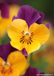 Bloemen kaarten | Viooltje ansichtkaart Bloemen kaarten | Viooltje ansichtkaart