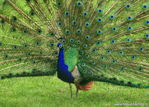 Vogelkaarten | ansichtkaart pauw