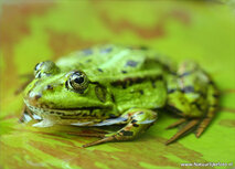 Wilde dieren kaarten | kikker ansichtkaart