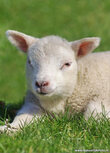 Lente kaarten | lammetje ansichtkaart Lente kaarten | lammetje ansichtkaart