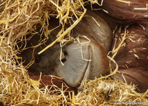 Dierentuin kaarten | ansichtkaart orang oetang