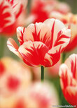 Bloemenkaartje | Ansichtkaart rode tulp Bloemenkaartje | Ansichtkaart rode tulp