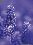 Bloemenkaartje | Blauwe druifjes ansichtkaart Bloemenkaartje | Blauwe druifjes ansichtkaart