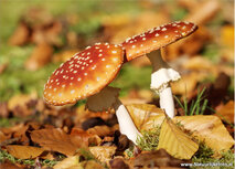 Paddestoelen kaarten | ansichtkaart vliegenzwam