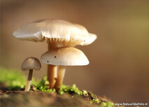 ansichtkaart paddestoelen in de herfst