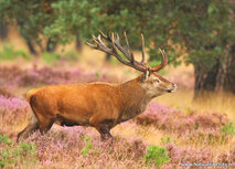 Dieren kaarten | edelhert ansichtkaart