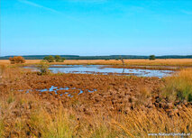 ansichtkaart landschap op de Veluwe