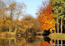 Herfst kaarten | ansichtkaart bruggetje in de herfst Herfst kaarten | ansichtkaart bruggetje in de herfst