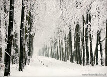 ansichtkaart winterslaantje op de Veluwe