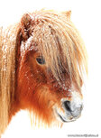 Paarden kaarten | Shetland pony in de sneeuw ansichtkaart