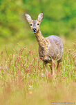 Dieren kaarten | Ree ansichtkaart Dieren kaarten | Ree ansichtkaart