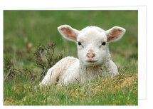 Blanco wenskaarten | Lammetje wenskaart