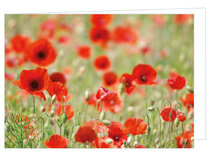 Blanco wenskaarten | Klaprozen wenskaart