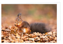 Blanco wenskaarten | Eekhoorn wenskaart