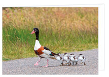 Blanco wenskaarten | Bergeend wenskaart