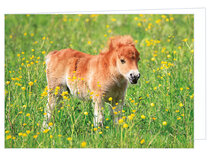 Blanco wenskaarten | Veulen wenskaart