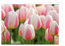 Blanco wenskaarten | Roze tulpen wenskaart