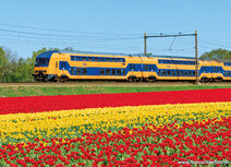 Ansichtkaarten treinen | Ansichtkaart NS trein met tulpen Ansichtkaarten treinen | Ansichtkaart NS trein met tulpen