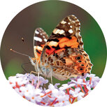 Sluitstickers | 10x sluitzegels vlinder 4cm