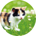 Sluitstickers | 10x sluitzegels poes 4cm