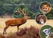 Ansichtkaarten Veluwe | Ansichtkaart dieren op de Veluwe