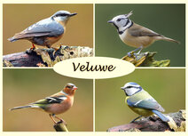 Ansichtkaarten Veluwe | Ansichtkaart vogels op de Veluwe