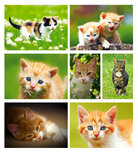 katten kaarten set katten kaarten set