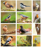 ansichtkaarten set bos vogels ansichtkaarten set bos vogels