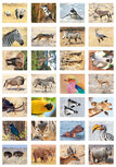 Beloningsstickers Afrikaanse dieren Beloningsstickers Afrikaanse dieren