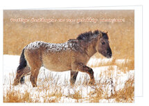 Luxe kerstkaarten dieren 2024 | konik paard Luxe kerstkaarten dieren 2024 | konik paard