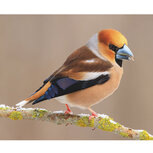 Verjaardagskalender vogels - Leuk voor jezelf, of als cadeau om weg te geven!