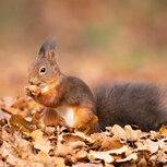 Verjaardagskalenders dieren